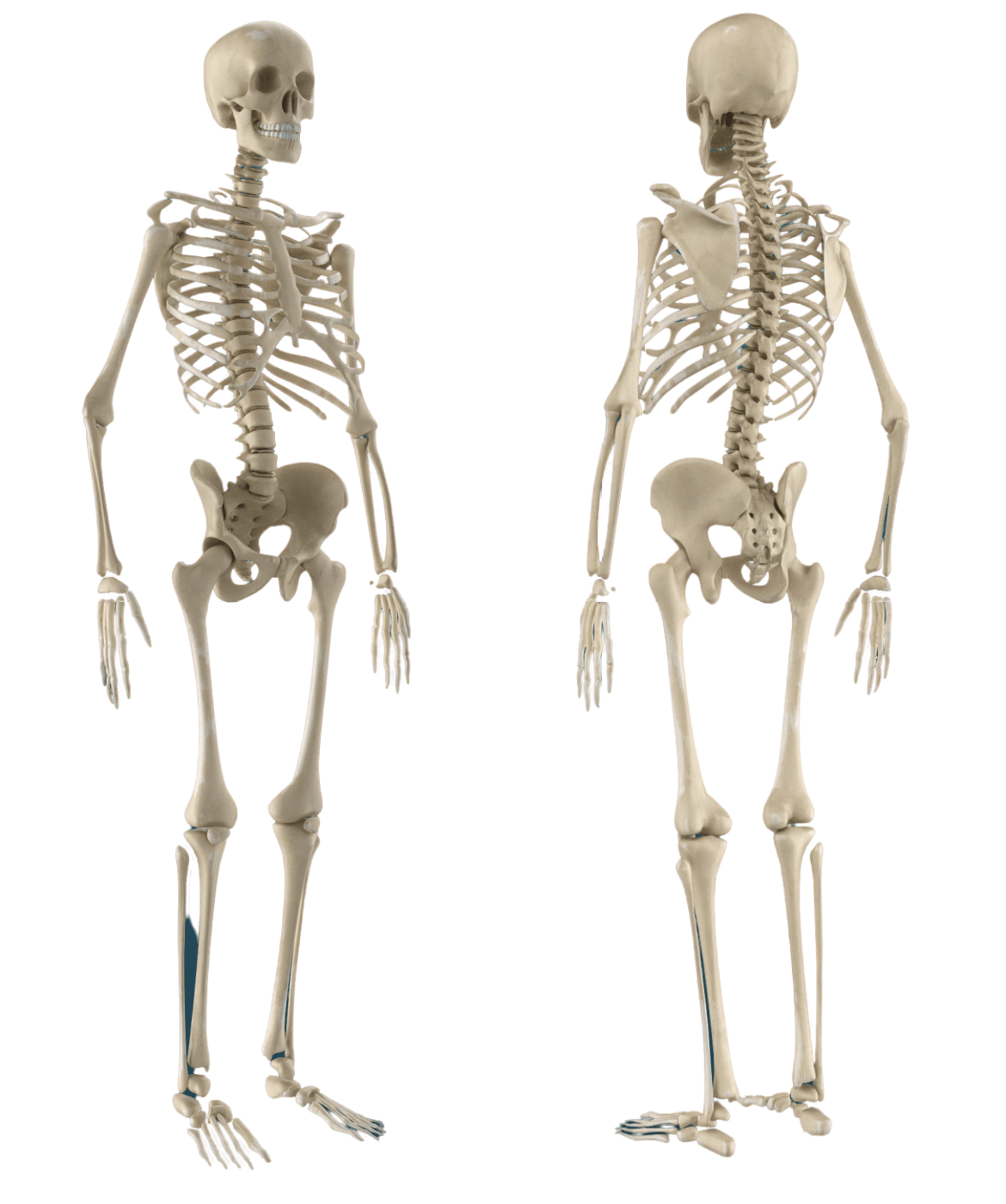 Skeleton Diagram